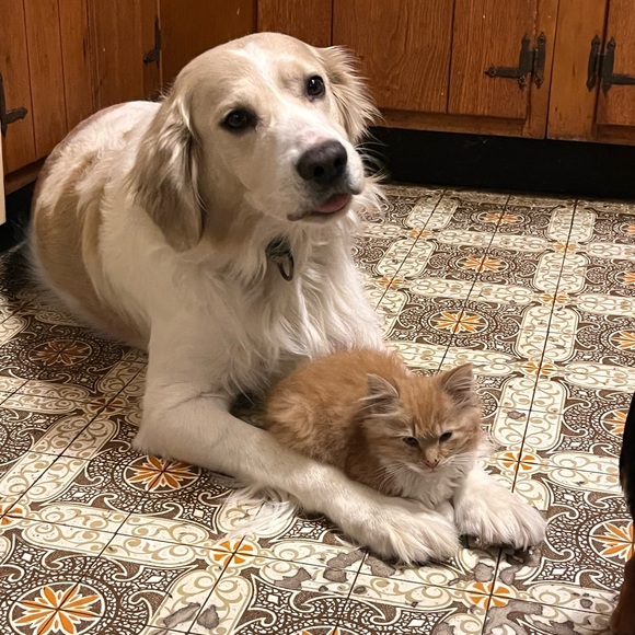 Klinka’s Kloset - Picture 7 of 13